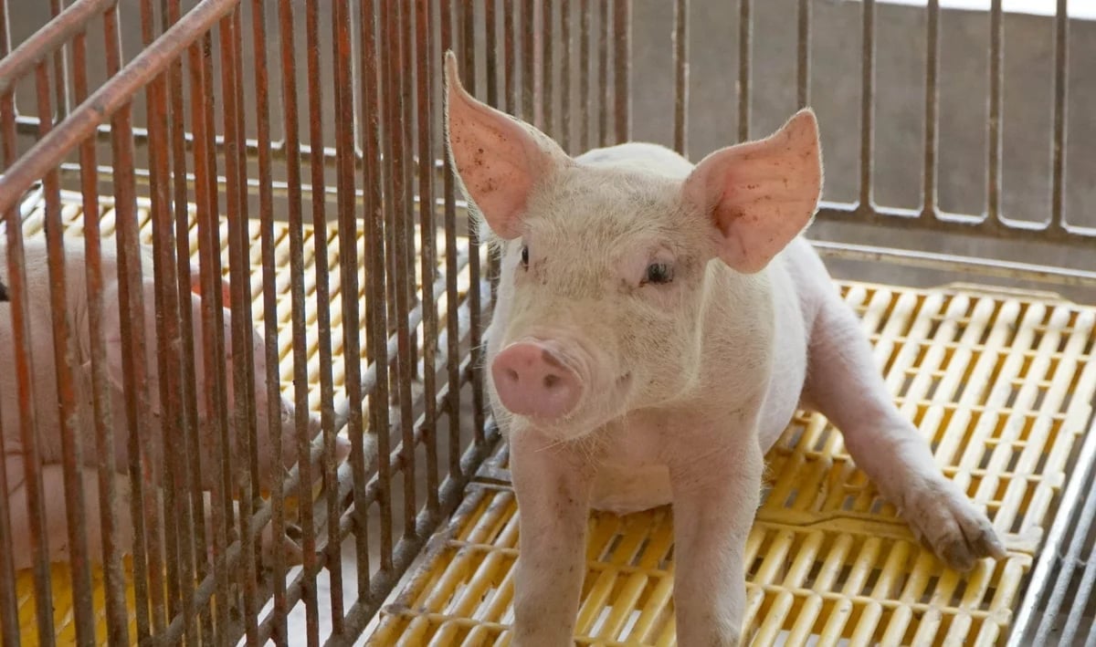 Giá heo hơi Việt Nam đang đứng thứ 3 trong khu vực. Ảnh: Lê Bình.