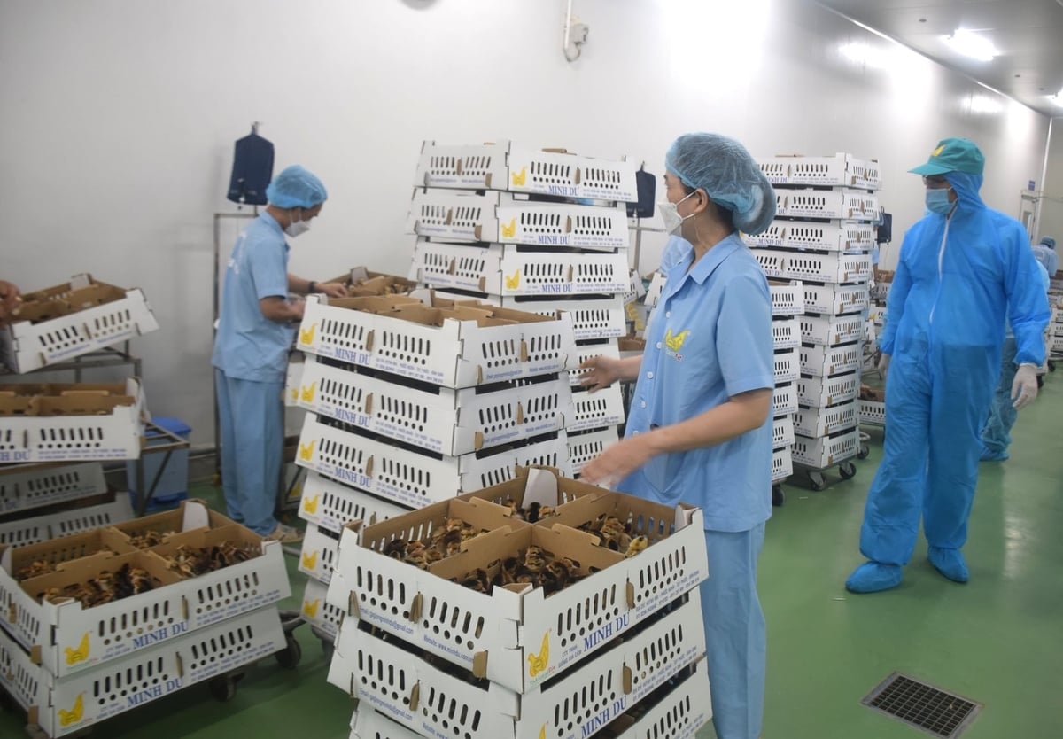 Mất hơn 30 năm nghiên cứu, ông Lê Văn Dư mới chọn tạo được 3 giống gà và được nhận Giải thưởng Hồ Chí Minh. Ảnh: V.Đ.T.