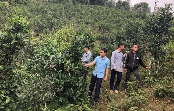 Cán bộ khuyến nông kiểm tra, hướng dẫn chăm sóc chè shan tuyết cổ thụ tại xã Bản Liền. Ảnh: Lưu Hòa. Cán bộ khuyến nông kiểm tra, hướng dẫn chăm sóc chè shan tuyết cổ thụ tại xã Bản Liền. Ảnh: Lưu Hòa.