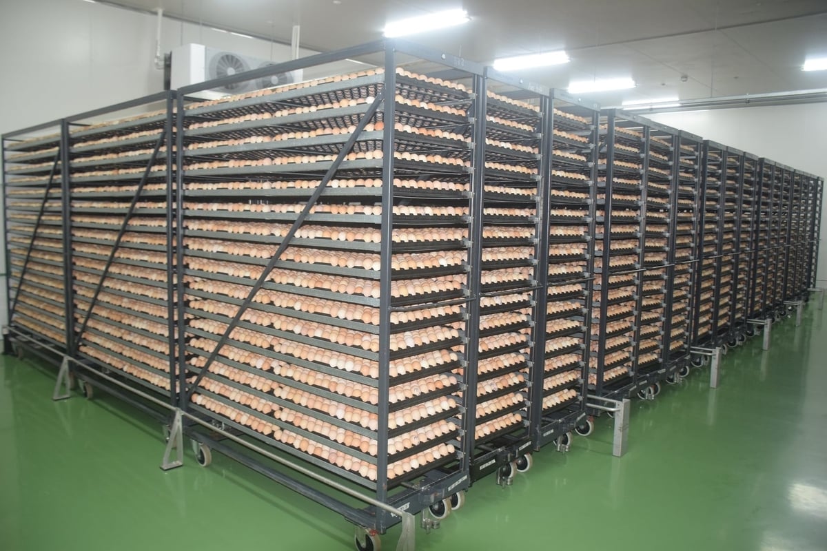 Từ năng suất 90 trứng/1 mái đẻ, đến nay, đàn mái ông Dư đang sở hữu đã đạt sức đẻ đến 180 trứng/con/năm. Ảnh: V.Đ.T.