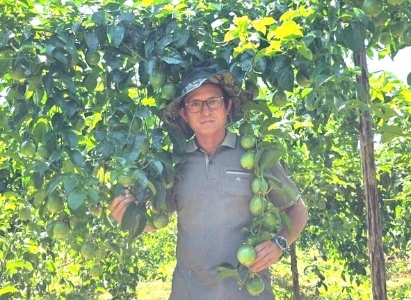 Ông Đoàn Ngọc Có, Phó Giám đốc Sở Nông nghiệp và Môi trường Gia Lai bên vườn chanh leo đã được cấp mã số vùng trồng. Ảnh: ĐT. Ông Đoàn Ngọc Có, Phó Giám đốc Sở Nông nghiệp và Môi trường Gia Lai bên vườn chanh leo đã được cấp mã số vùng trồng. Ảnh: ĐT.