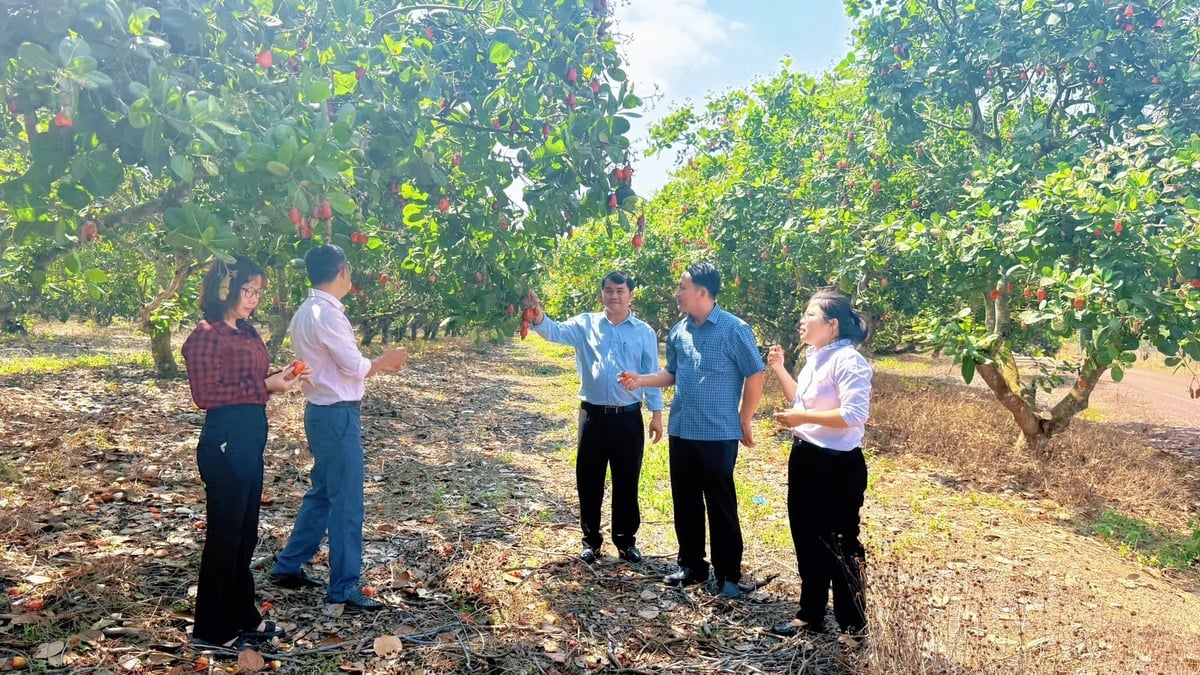 Đoàn công tác kiểm tra tình hình sinh trưởng, sâu bệnh trên vườn điều. Ảnh: Trần Phi.