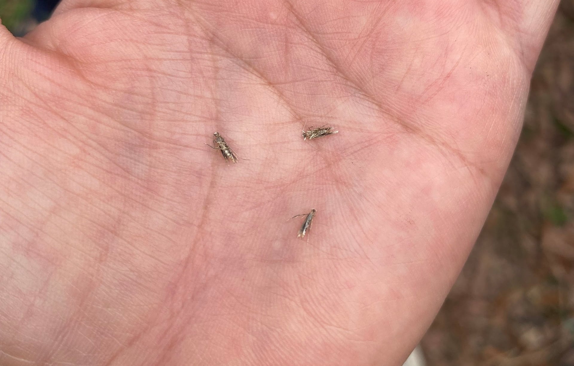 Đoàn công tác phát hiện sâu bệnh đang phát triển, gây hại vườn vải. Ảnh: UBND xã Phúc Hoà.