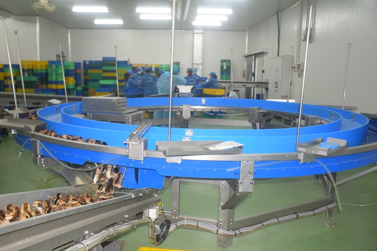 Những chú gà giống chất lượng của Công ty TNHH Giống gia cầm Minh Dư ra đời. Ảnh: V.Đ.T.