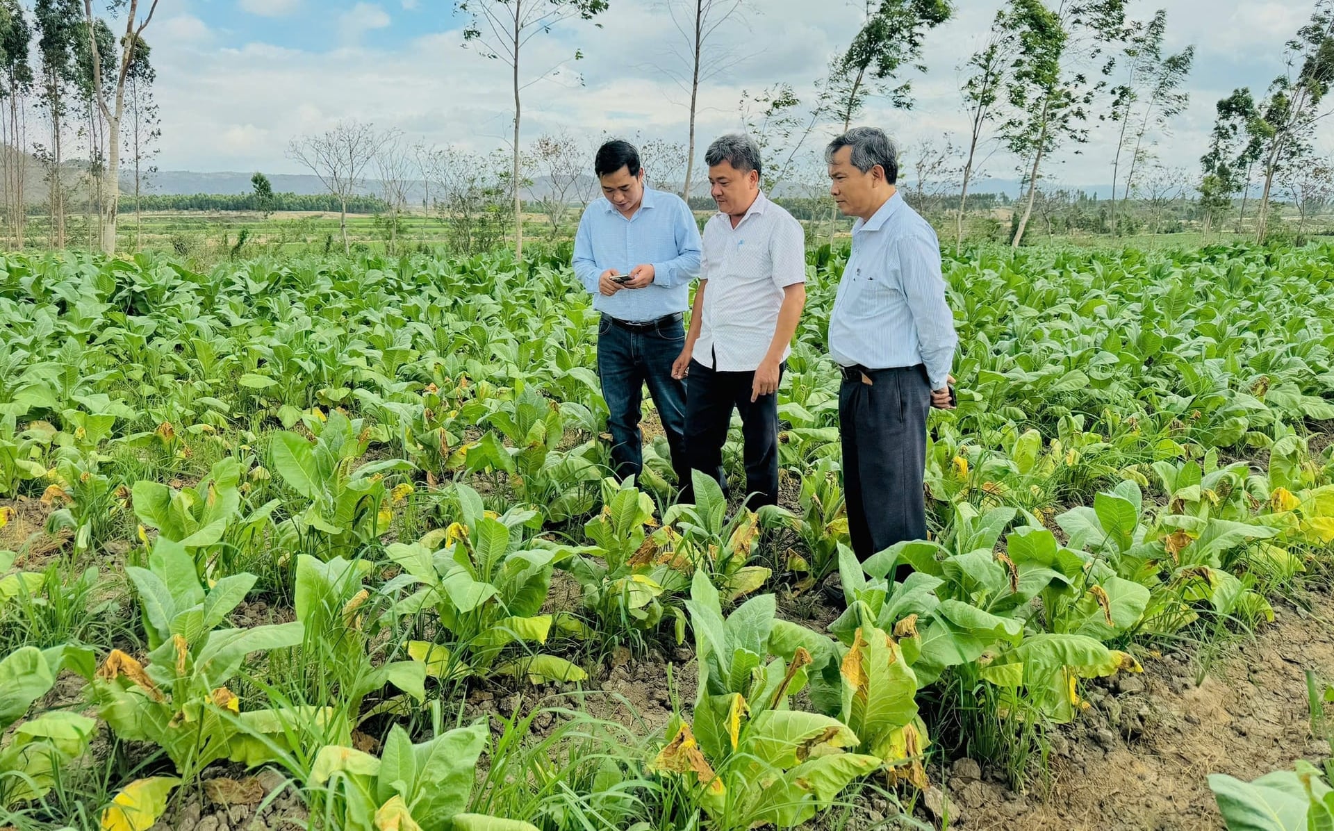 Lãnh đạo Trung tâm Trồng trọt và Bảo vệ thực vật miền Trung kiểm tra diện tích cây thuốc lá ngập úng do mưa trái mùa. Ảnh: AT.