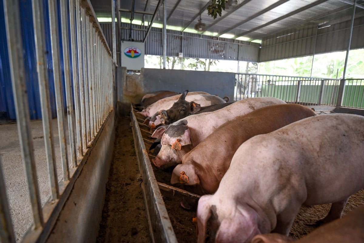 Quy trình chăn nuôi an toàn sinh học ngày càng được áp dụng rộng rãi. Ảnh: Tùng Đinh.
