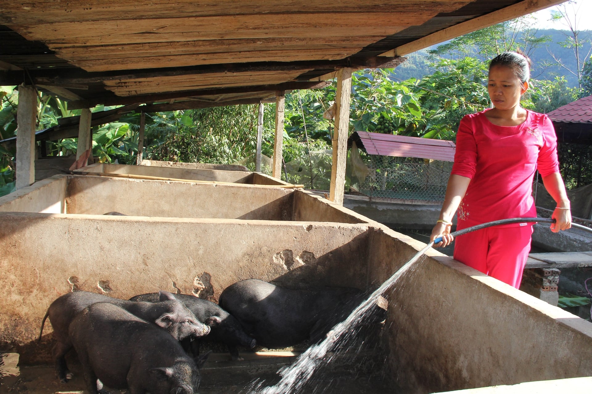 Các hộ chăn nuôi nhỏ lẻ cần được hỗ trợ để phát triển các mô hình tuần hoàn quy mô lớn. Ảnh: BT.