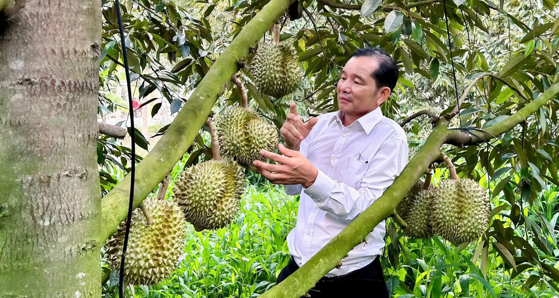 Liên kết sản xuất đang mở ra hướng nâng chất lượng sầu riêng tại địa phương. Ảnh: Trần Phi. Liên kết sản xuất đang mở ra hướng nâng chất lượng sầu riêng tại địa phương. Ảnh: Trần Phi.