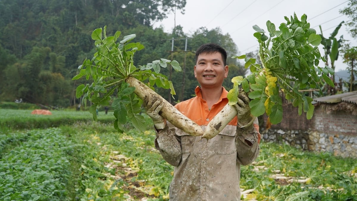 Giống của cải Nhật hợp với khí hậu, thổ nhưỡng ở xã Yên Phong nên củ to, chất lượng tốt. Ảnh: Thu Thúy.