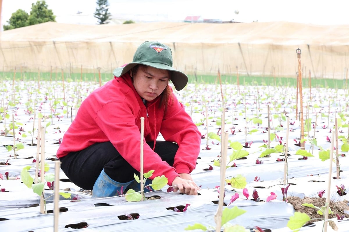 Chị Nguyễn Thị Thảo, thôn Nghĩa Hội, xã Đơn Dương đang cần mẫn chăm sóc những luống cà tím xen với rau dền vừa trồng trên mảnh đất từng bị nước lũ ngập sâu đến 5 mét. Ảnh: Nhật Tiến. Chị Nguyễn Thị Thảo, thôn Nghĩa Hội, xã Đơn Dương đang cần mẫn chăm sóc những luống cà tím xen với rau dền vừa trồng trên mảnh đất từng bị nước lũ ngập sâu đến 5 mét. Ảnh: Nhật Tiến.