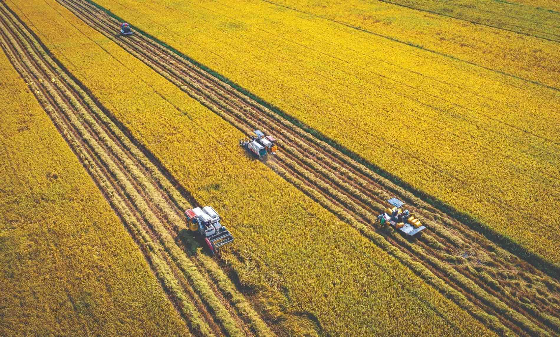 Doanh nghiệp nông nghiệp và áp lực trước biến động giá năng lượng - Ảnh 1