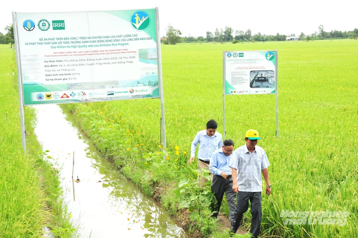 Cánh đồng lúa canh tác giảm phát thải gắn với IPHM tại Đồng Tháp. Ảnh: Lê Hoàng Vũ.
