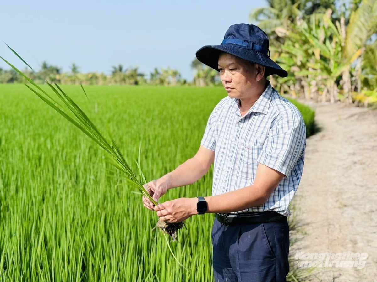 Ông Trần Thanh Hiệp, Phó Giám đốc Sở Nông nghiệp và Môi trường tỉnh An Giang kiểm tra lúa đông xuân ở xã Thoại Sơn, tỉnh An Giang. Ảnh: Lê Hoàng Vũ.