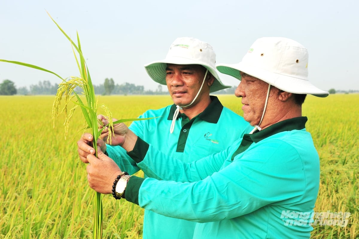 Mô hình sử dụng thuốc BVTV sinh học trên cây lúa ở Đồng Tháp giúp tiết kiệm hơn 10% chi phí đầu tư, năng suất tăng 10 - 11% so với phương pháp truyền thống. Ảnh: Lê Hoàng Vũ. Mô hình sử dụng thuốc BVTV sinh học trên cây lúa ở Đồng Tháp giúp tiết kiệm hơn 10% chi phí đầu tư, năng suất tăng 10 - 11% so với phương pháp truyền thống. Ảnh: Lê Hoàng Vũ.