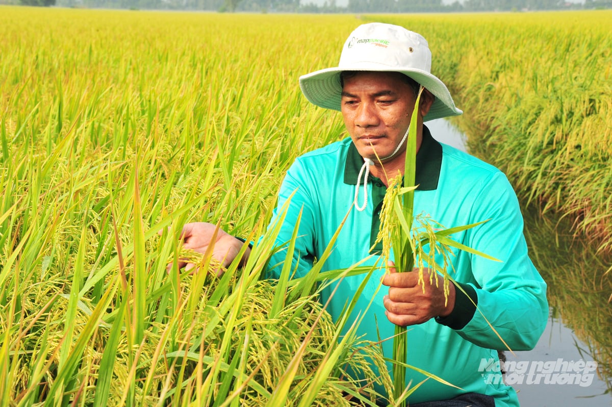 Nông dân Đồng Tháp theo dõi sâu bệnh trên đồng ruộng, ưu tiên bảo tồn thiên địch, giảm sử dụng thuốc BVTV trong mô hình IPHM. Ảnh: Lê Hoàng Vũ.