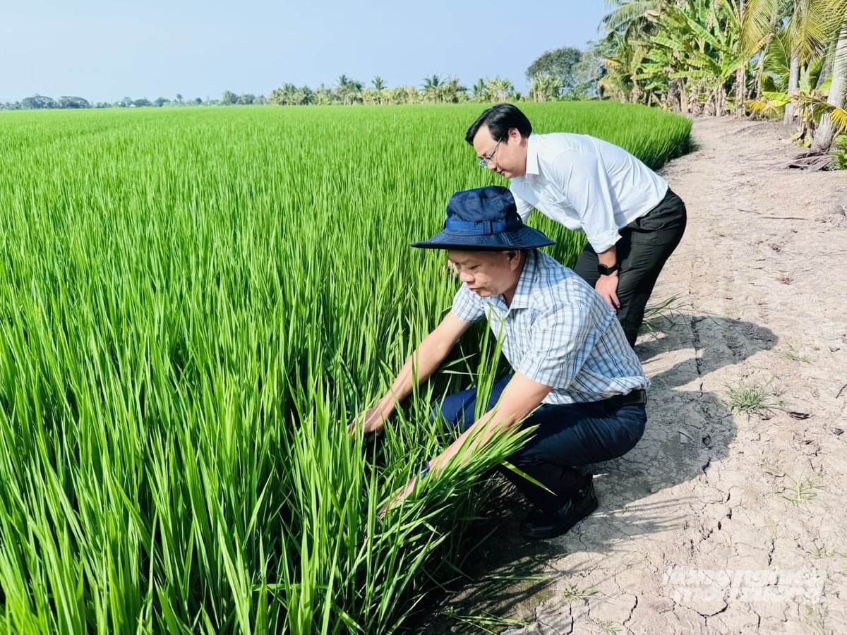 Lãnh đạo ngành nông nghiệp An Giang kiểm tra thực tế sinh trưởng của lúa đông xuân. Ảnh: Lê Hoàng Vũ.