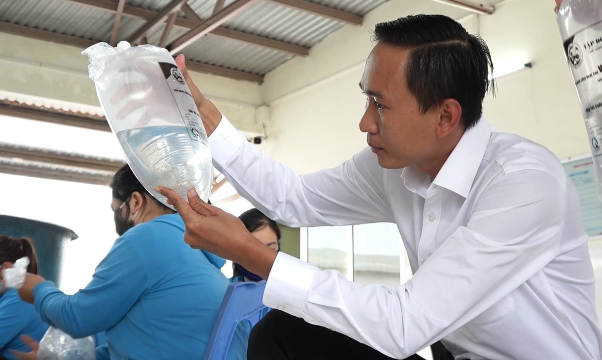 Ông Đỗ Văn Cường, Giám đốc điều hành Công ty TNHH Việt Úc Quảng Ninh, kiểm tra chất lượng tôm giống. Ảnh: Nguyễn Thành.