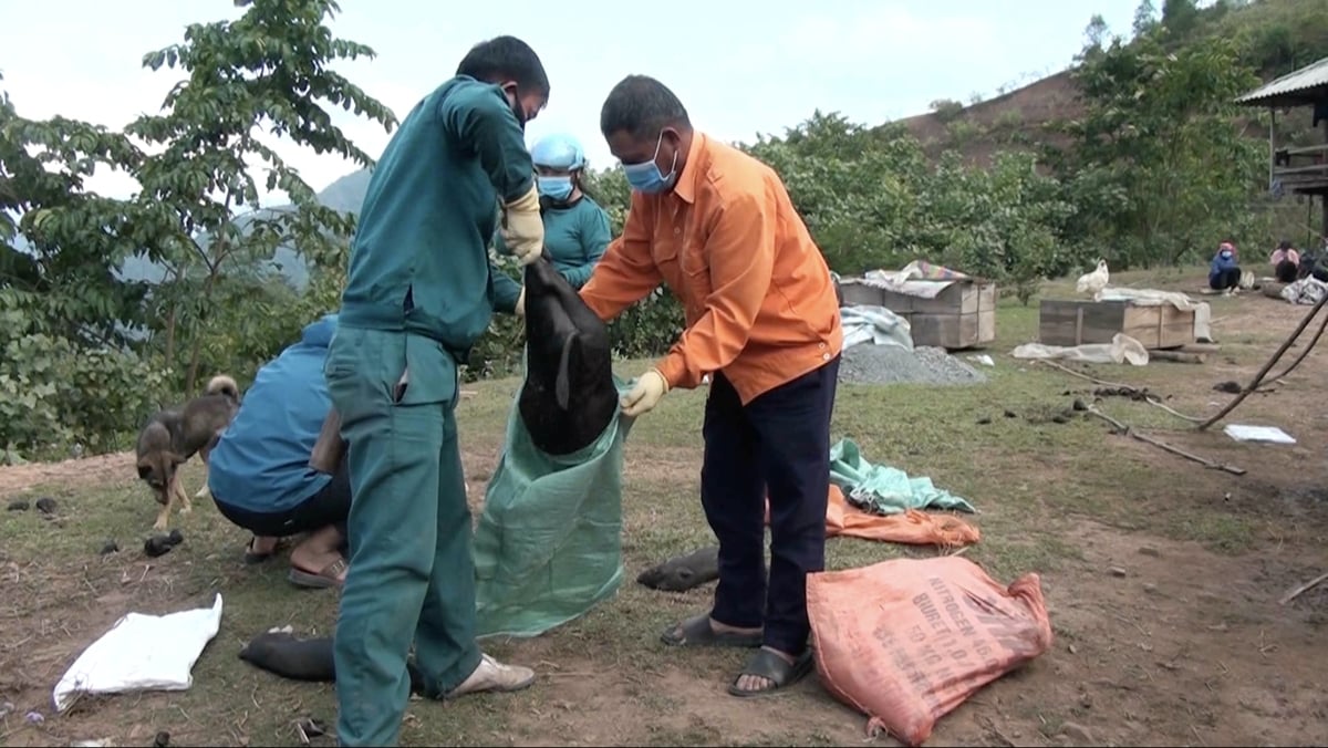 Lực lượng chức năng phối hợp xử lý, thu gom và tiêu hủy lợn mắc bệnh theo đúng quy trình phòng, chống dịch. Ảnh: Hoàng Châu. 