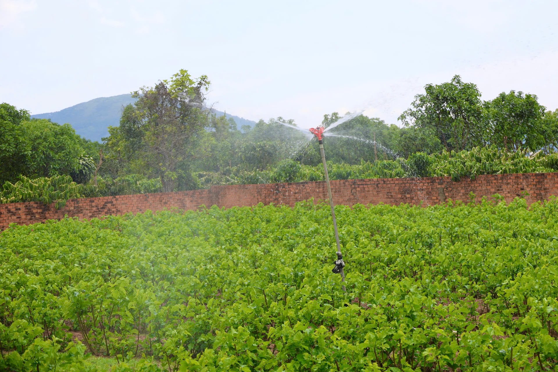 Hệ thống ống dẫn nước và tưới tự động được người dân Lâm Hà sử dụng để chủ động tưới cho vườn cây trong mùa khô. Ảnh: Nhật Tiến.