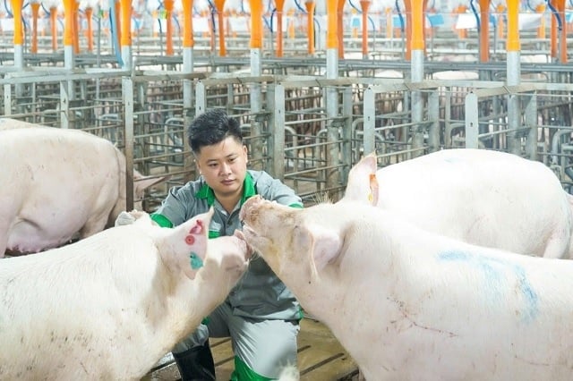 BAF đặt mục tiêu đạt 10 triệu heo thương phẩm đến năm 2030. Ảnh: BAF Việt Nam.