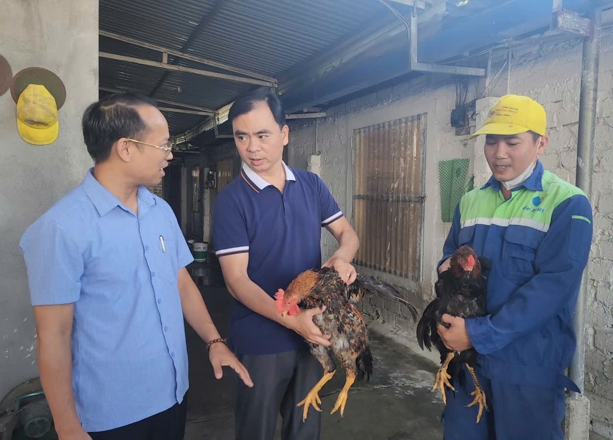 Gà trống nuôi khoảng 100 ngày trong mô hình đạt trọng lượng bình quân khoảng 3kg/con. Ảnh: Đinh Mười.