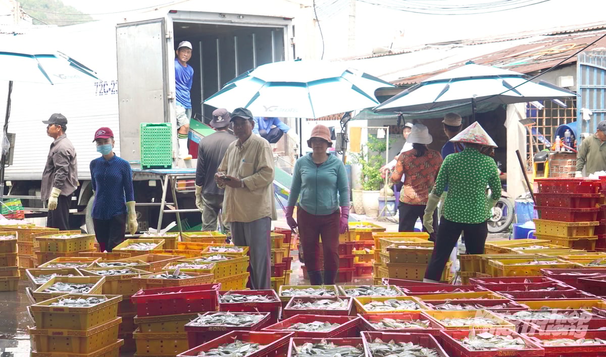 Ngư dân TP.HCM ngày càng đối mặt nhiều khó khăn khi chi phí khai thác tăng cao. Ảnh: Lê Bình.