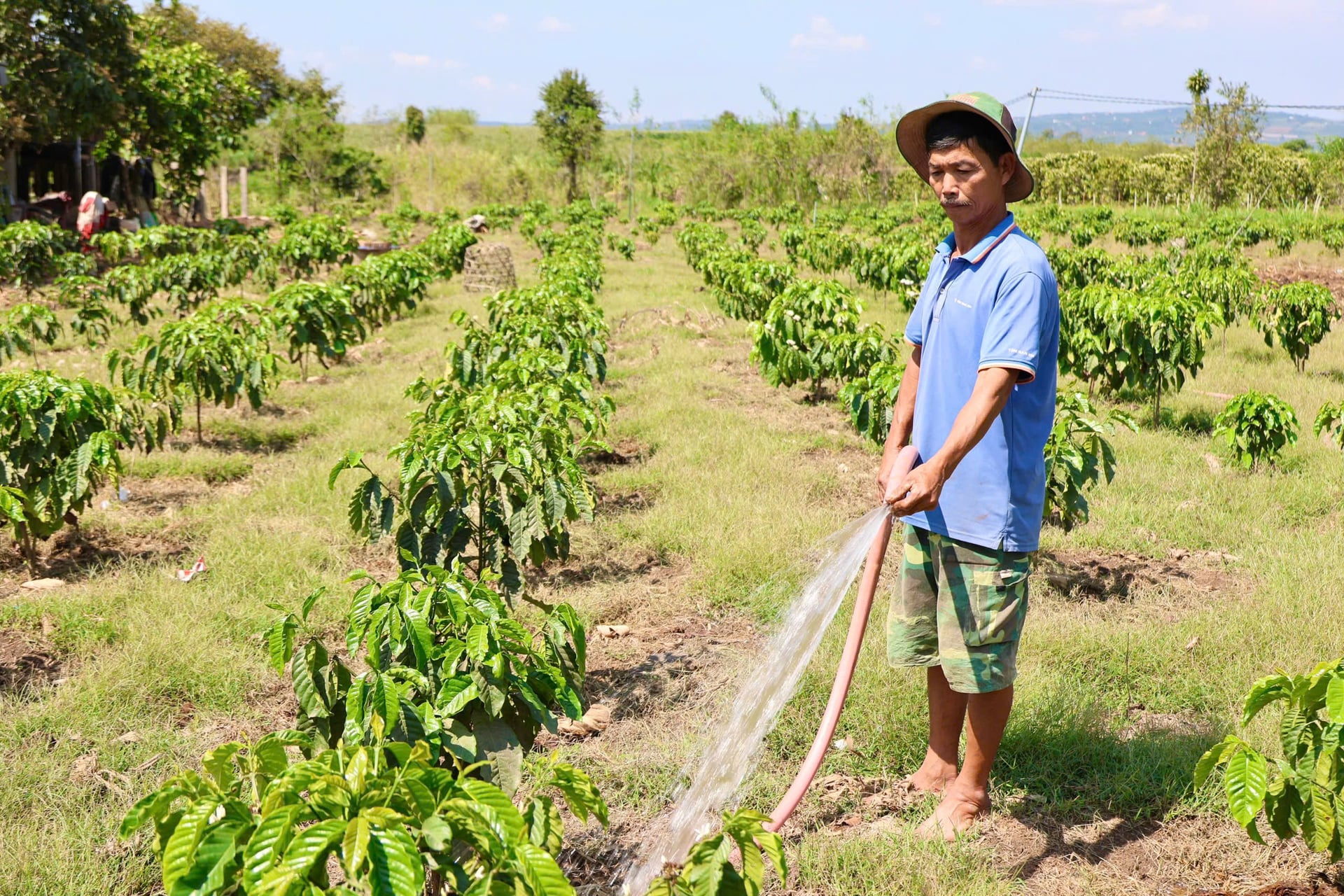 Ông Nguyễn Trọng Ân, xã Nam Ban Lâm Hà (Lâm Đồng) cho biết giữa mùa khô, mỗi lượt tưới đúng lúc đều là cách giữ nhịp sinh trưởng cho vườn cà phê. Ảnh: Nhật Tiến.