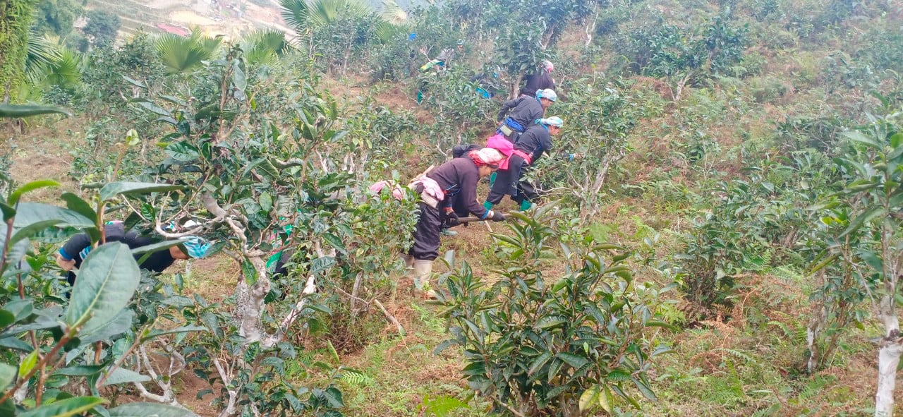 Nông dân chăm sóc chè shan tuyết cổ thụ theo hướng hữu cơ. Ảnh: Lưu Hòa. Nông dân chăm sóc chè shan tuyết cổ thụ theo hướng hữu cơ. Ảnh: Lưu Hòa.