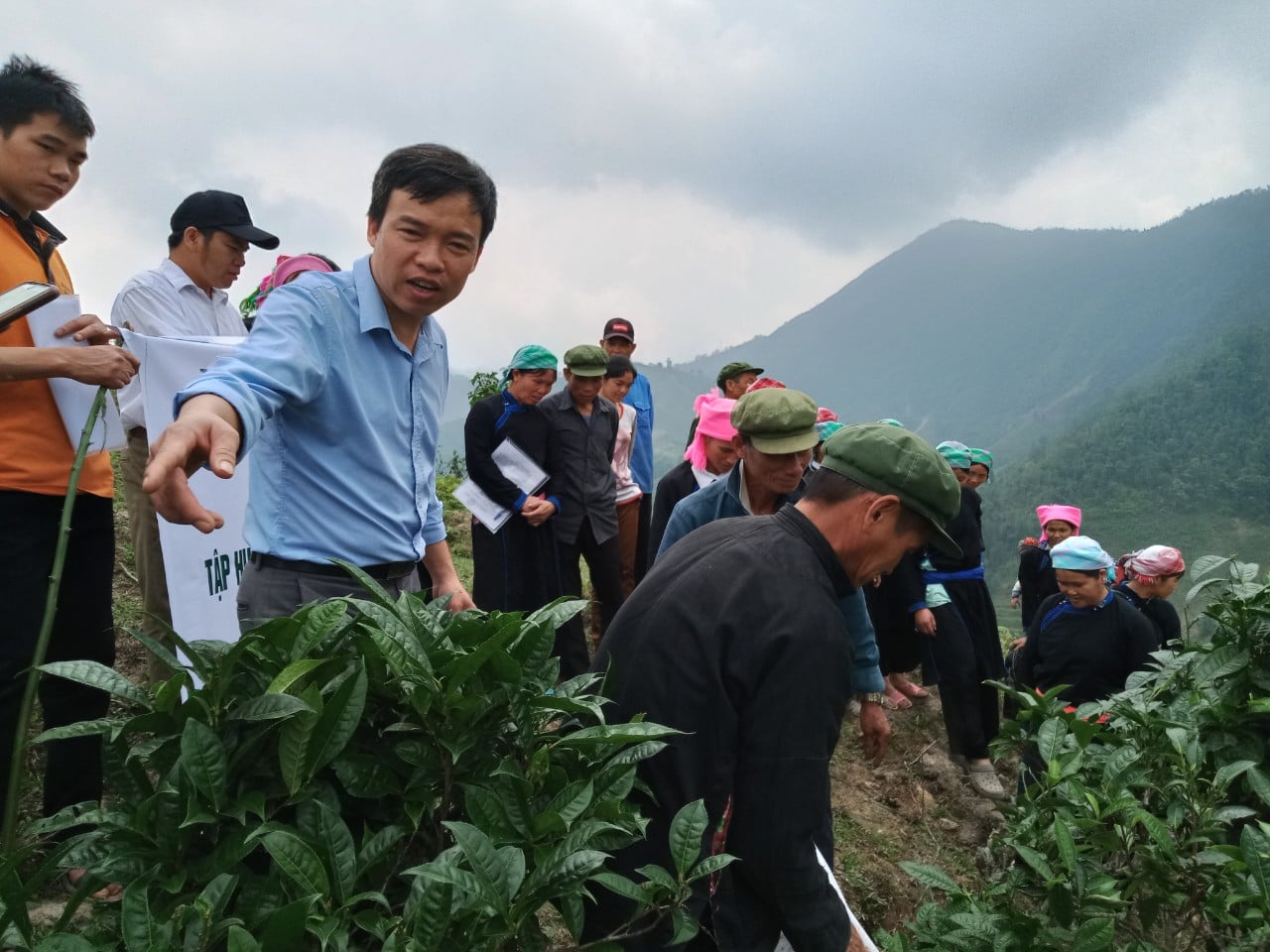 Cán bộ khuyến nông hướng dẫn nông dân bón phân hữu cơ cho chè shan tuyết. Ảnh: Lưu Hòa. Cán bộ khuyến nông hướng dẫn nông dân bón phân hữu cơ cho chè shan tuyết. Ảnh: Lưu Hòa.
