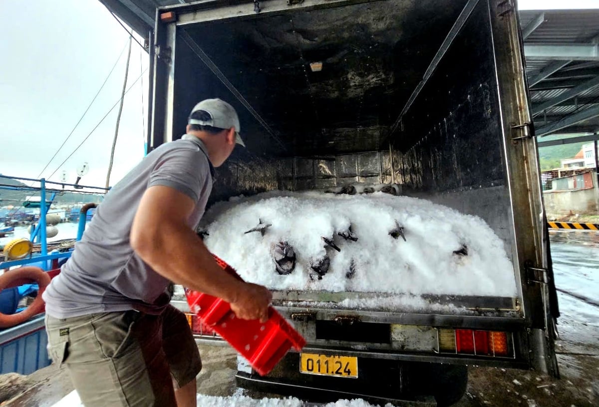 Các xe tải đông lạnh chờ sẵn thu mua cá ngừ đại dương cho ngư dân trở về cập cảng. Ảnh: KS.