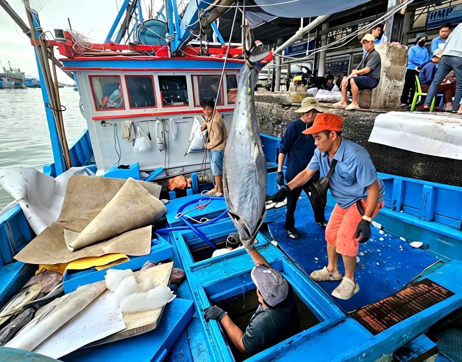 Những tàu đánh bắt xuyên Tết đầu tiên của tỉnh Khánh Hòa trở về cập cảng đầy ắp cá ngừ đại dương. Ảnh: KS.
