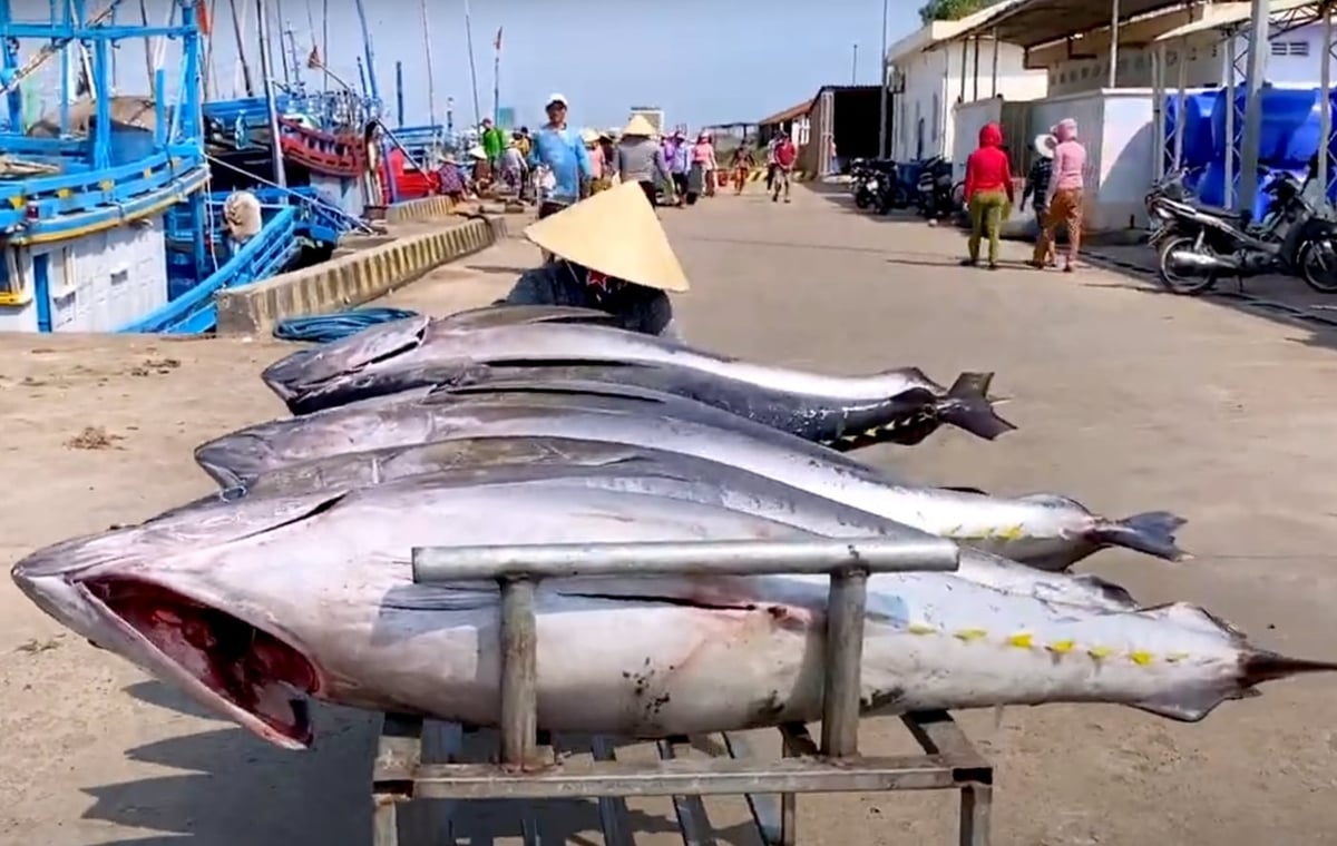 Đưa cá ngừ lên bờ ở cảng Đông Tác, Phú Yên cũ. Ảnh: Sơn Trang.