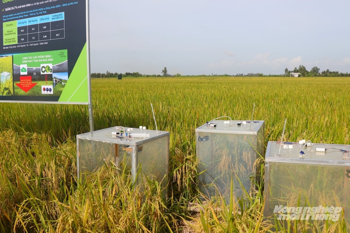 Năm 2026, Chi cục Trồng trọt và Bảo vệ thực vật TP Cần Thơ sẽ phối hợp với các xã, phường triển khai đo đếm, báo cáo, thẩm định (MRV) cho 30 HTX tham gia Đề án 1 triệu ha. Ảnh: Kim Anh.
