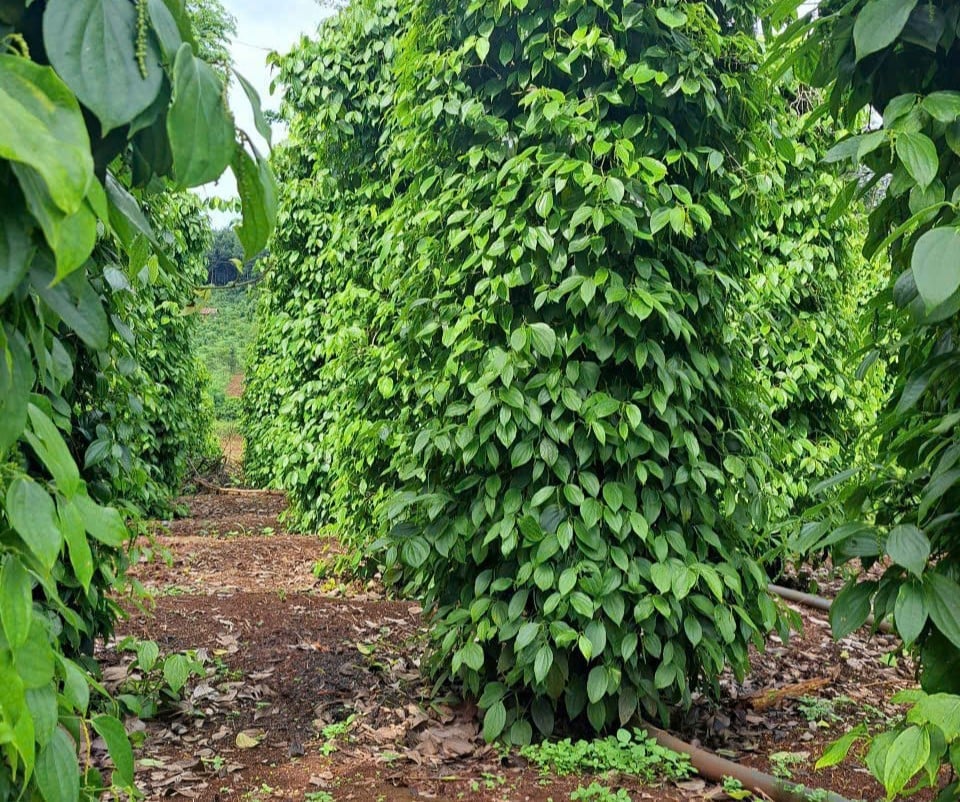 Cơ quan chuyên môn nhận định điều kiện thời tiết hiện nay khá thuận lợi cho nhiều loại sinh vật gây hại phát sinh, phát triển và gia tăng gây hại cây trồng. Ảnh: PC.