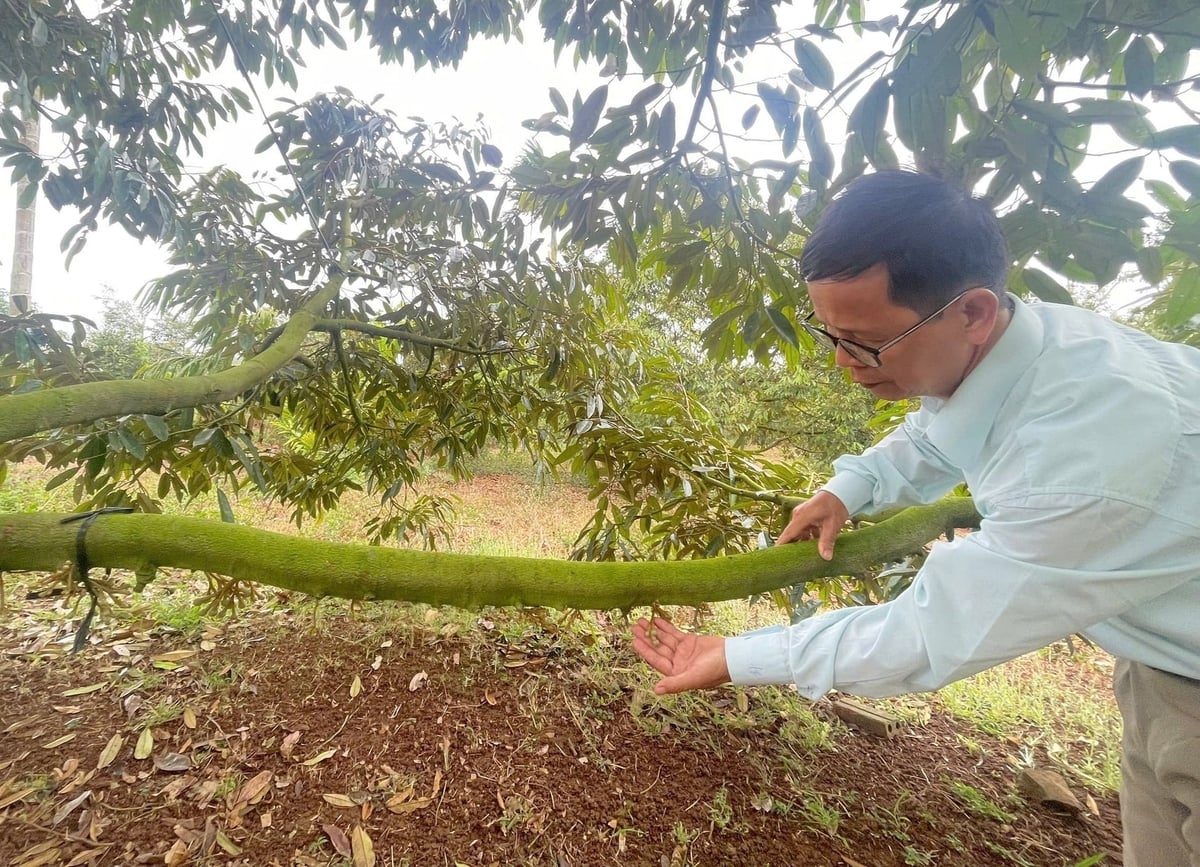 Giai đoạn ra hoa và đậu quả của cây sầu riêng tiềm ẩn nguy cơ phát sinh bệnh thán thư và bệnh nứt thân, xì mủ do nấm Phytophthora trong điều kiện thời tiết ẩm ướt, mưa nhiều. Ảnh: PC.