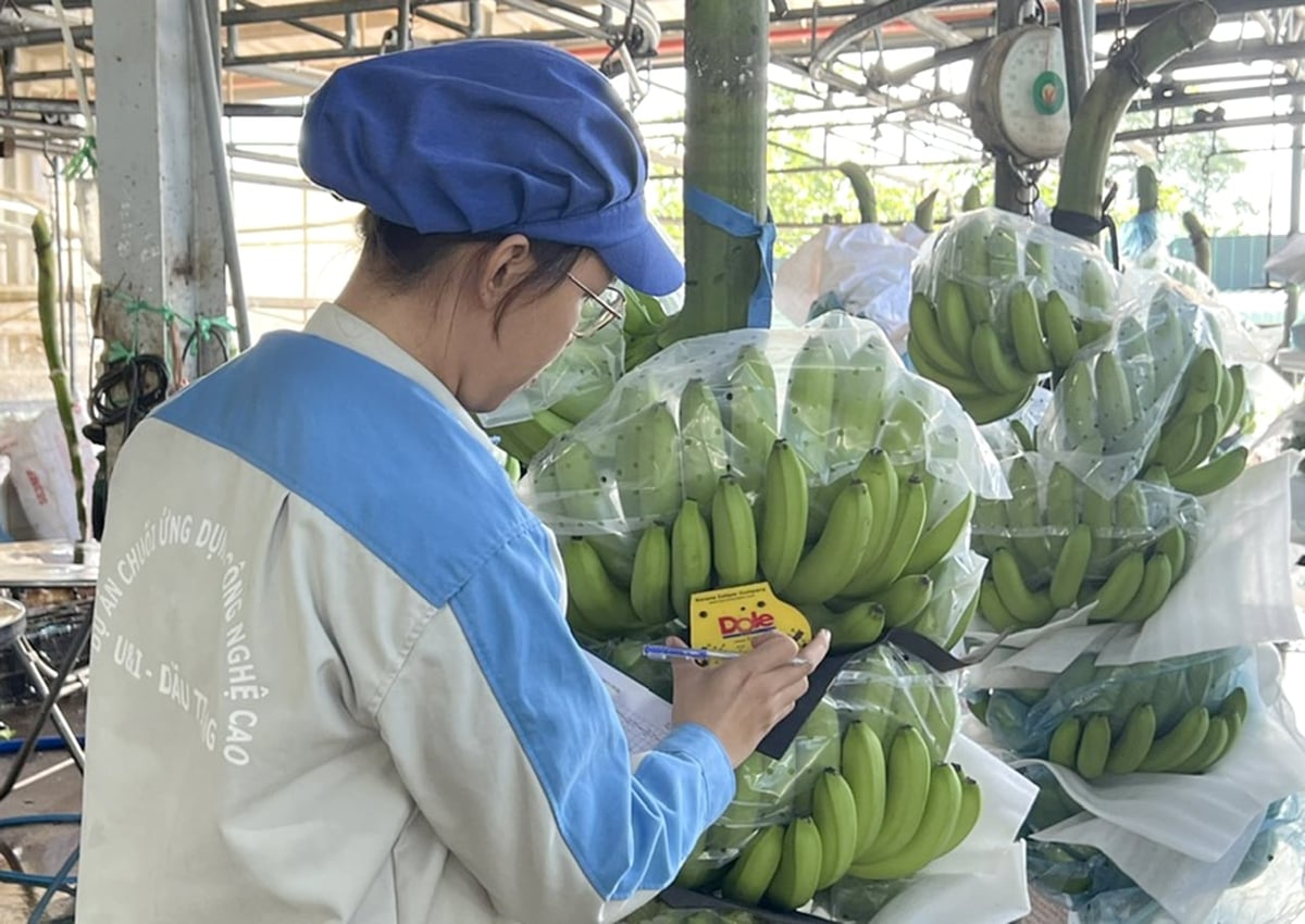 Xuất khẩu rau quả tăng trưởng mạnh ngay từ đầu năm 2026. Ảnh: Thanh Sơn. Xuất khẩu rau quả tăng trưởng mạnh ngay từ đầu năm 2026. Ảnh: Thanh Sơn.