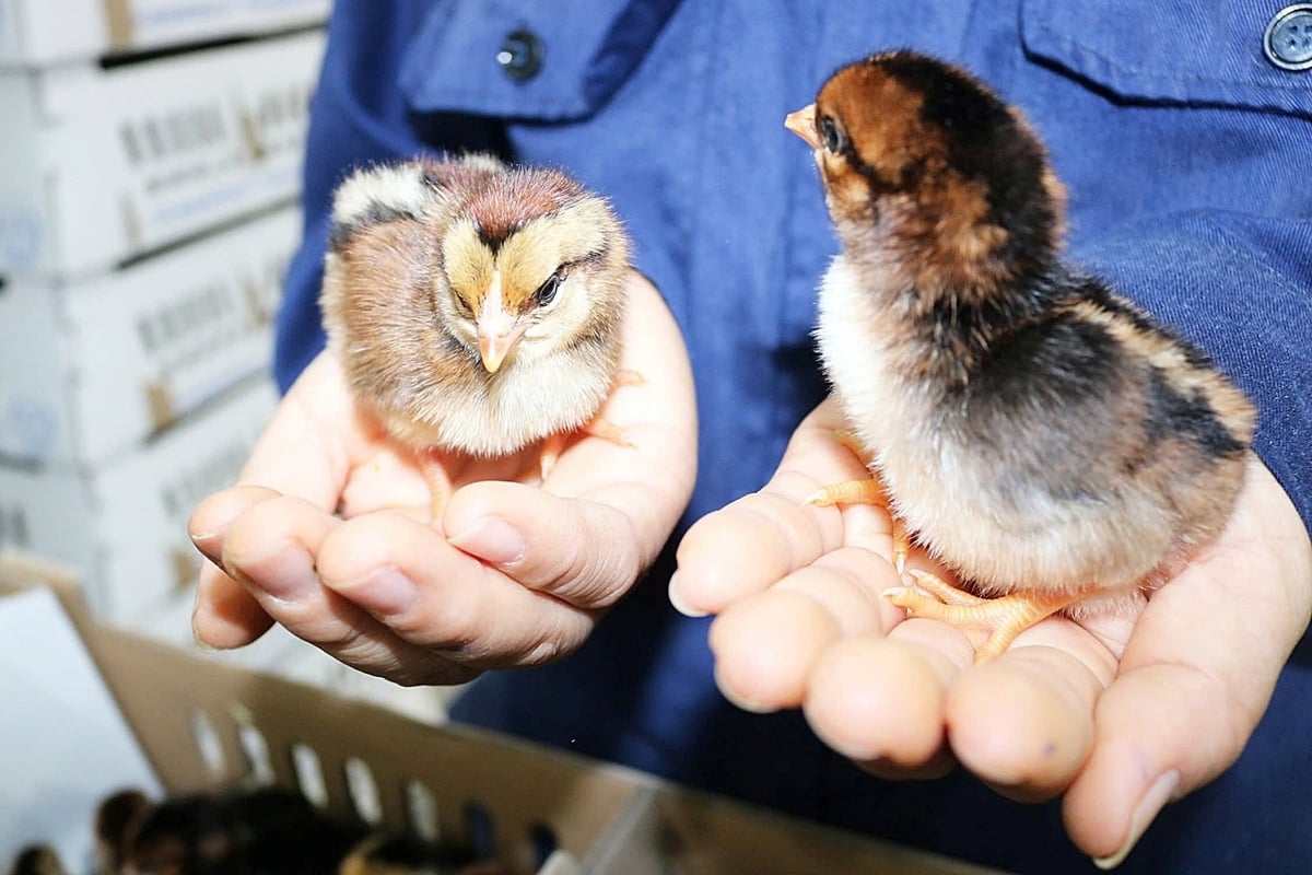 Việt Nam sở hữu nhiều giống vật nuôi có chất lượng hàng đầu thế giới. Ảnh: VPA.