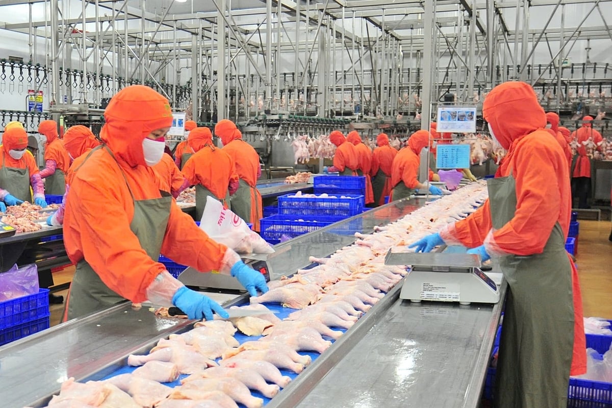 Chế biến gia cầm theo dây chuyền. Ảnh: VPA.