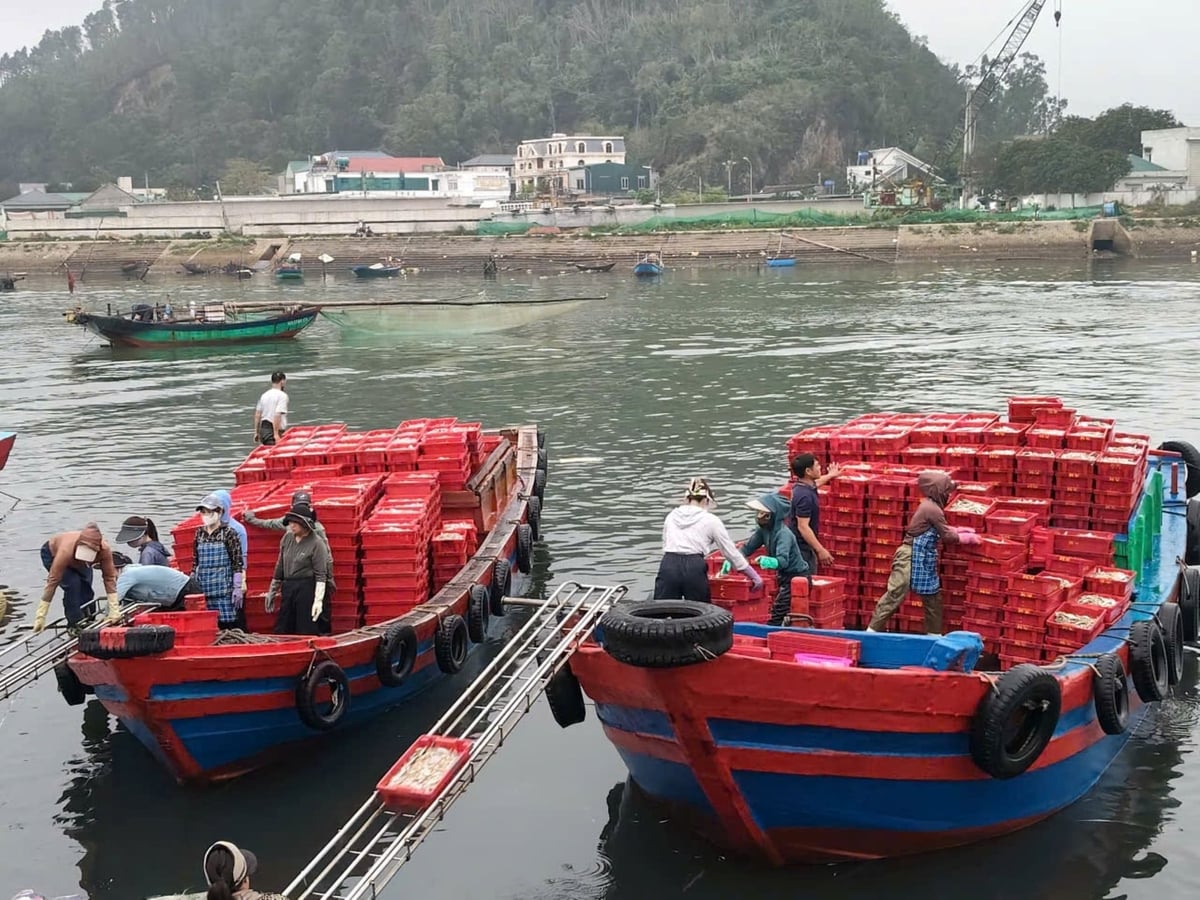 Những chuyến tàu đầu năm đầy ắp hải sản cập bờ. Ảnh: Đình Tiệp.
