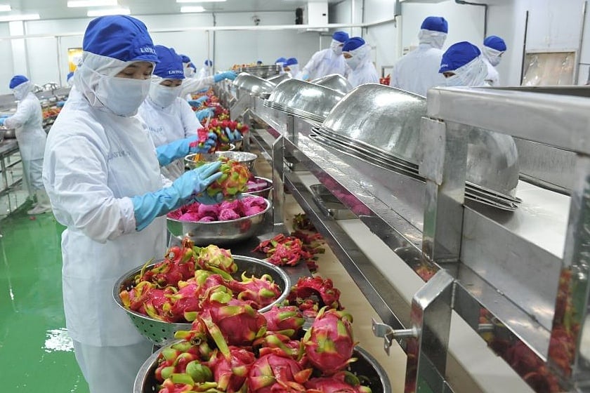 Thanh long là 1 trong 4 mặt hàng chịu tần suất kiểm tra khi nhập khẩu vào EU. Ảnh: Thế Hoàng. Thanh long là 1 trong 4 mặt hàng chịu tần suất kiểm tra khi nhập khẩu vào EU. Ảnh: Thế Hoàng.