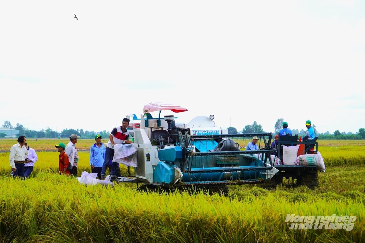 Để mở rộng thu mua tạm trữ lúa, doanh nghiệp kiến nghị nới hạn mức tín dụng. Ảnh: Kim Anh.