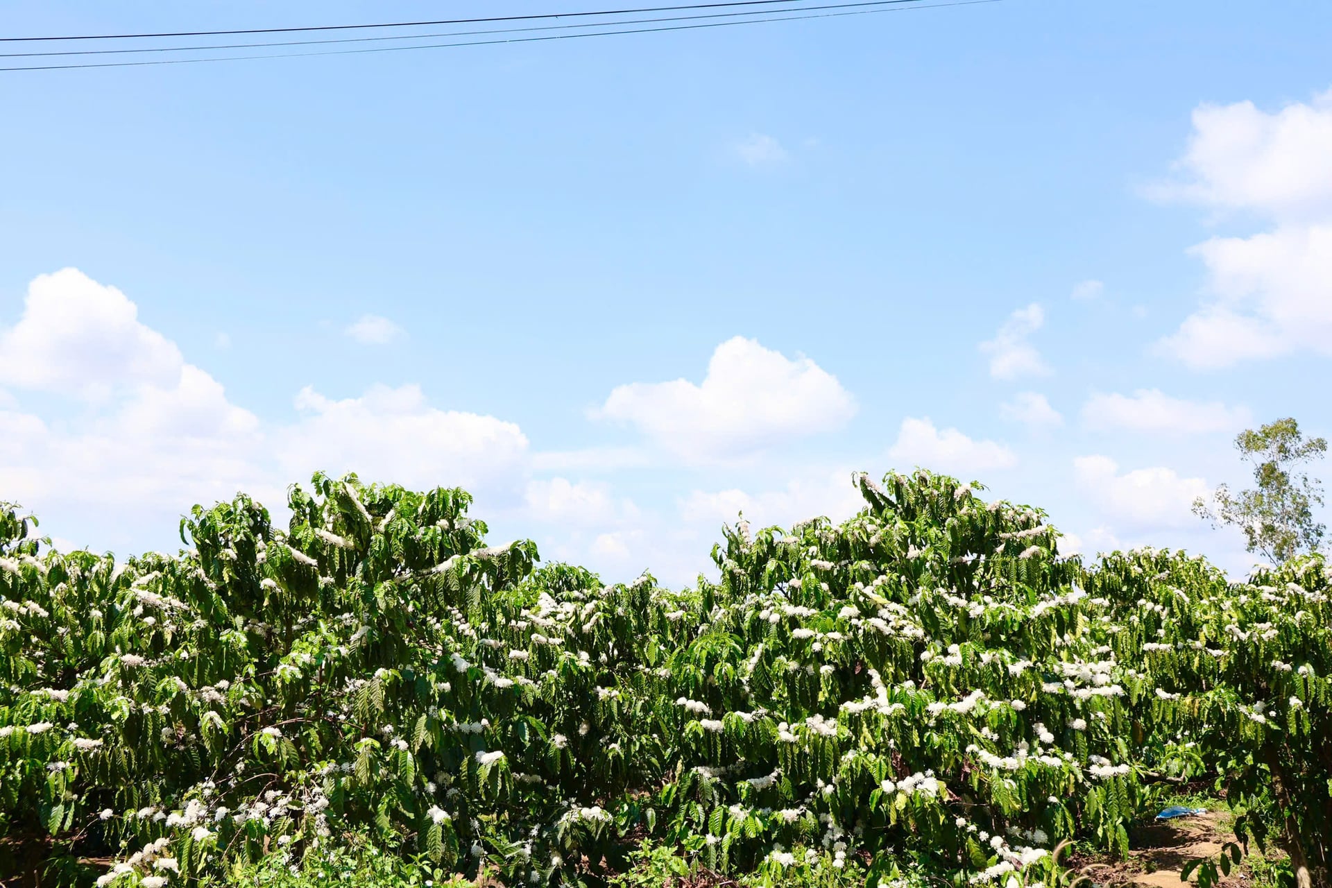 Cà phê ở Lâm Hà đang vào kỳ ra hoa, thời điểm đặc biệt nhạy cảm với những biến động thời tiết và nước tưới. Ảnh: Nhật Tiến.