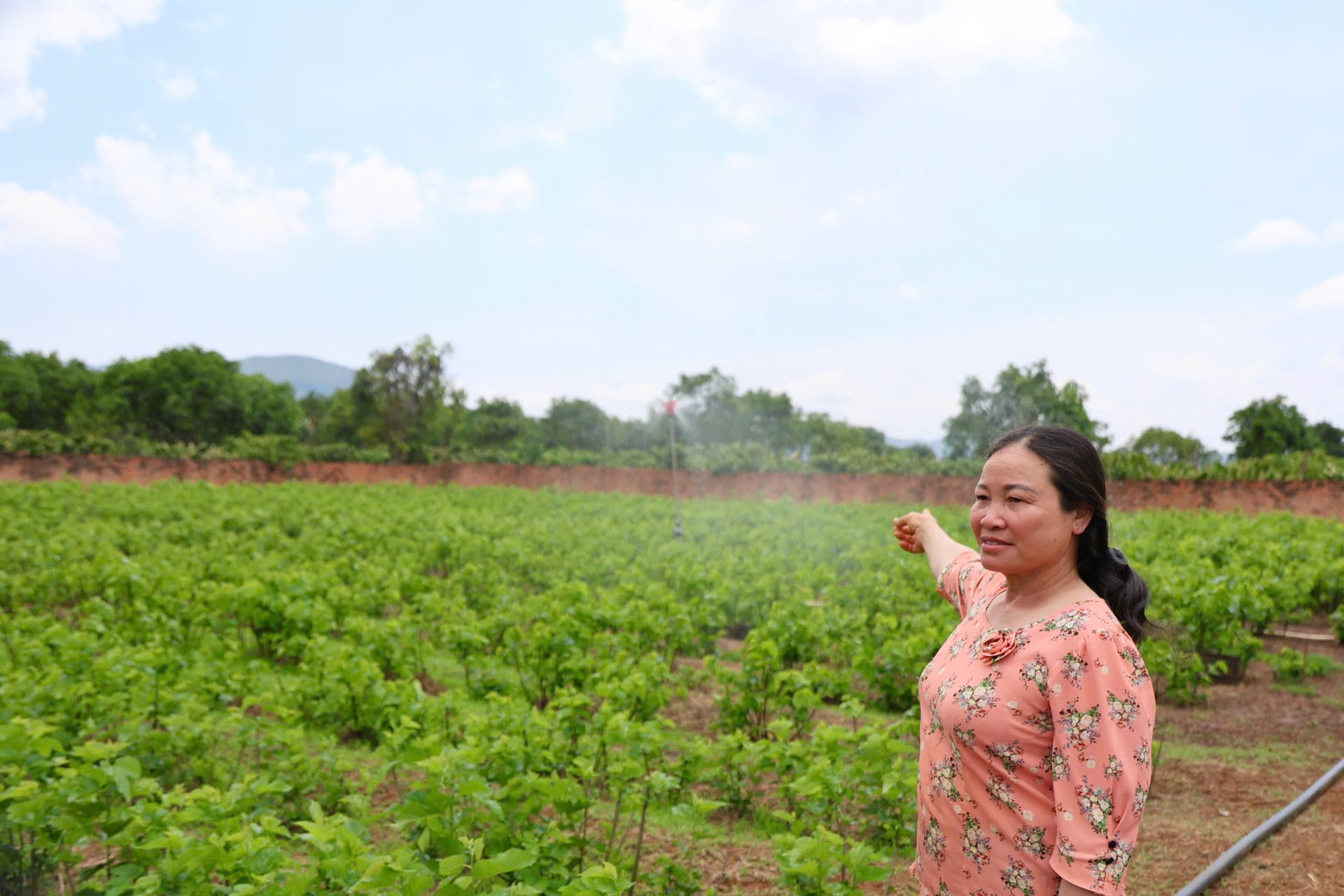 Gia đình bà Nguyễn Thị Hợi (thôn Đông Thanh 2, xã Nam Ban Lâm Hà, Lâm Đồng) dẫn nguồn nước từ suối lên đảm bảo tưới cho cây trồng trong mùa khô . Ảnh: Nhật Tiến.