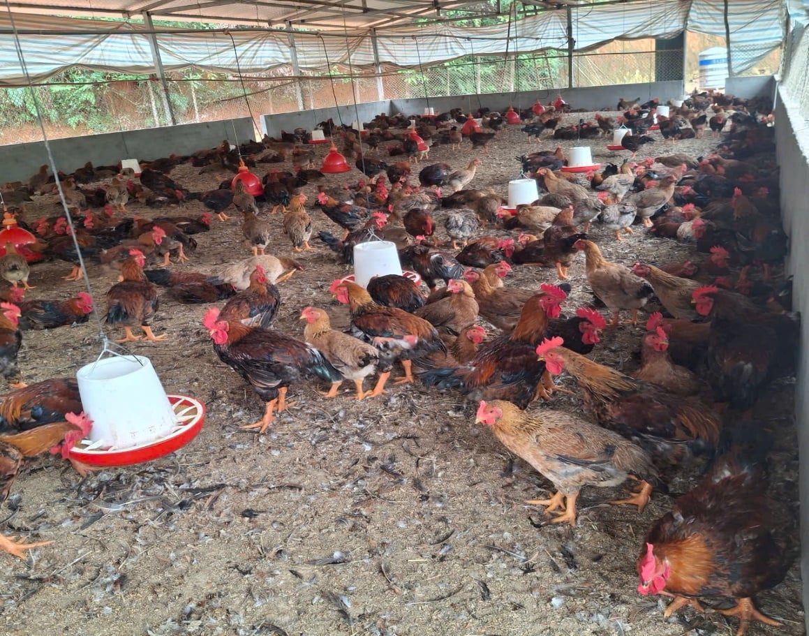 Gà thương phẩm của gia đình anh Dũng. Ảnh: Trần Dung.