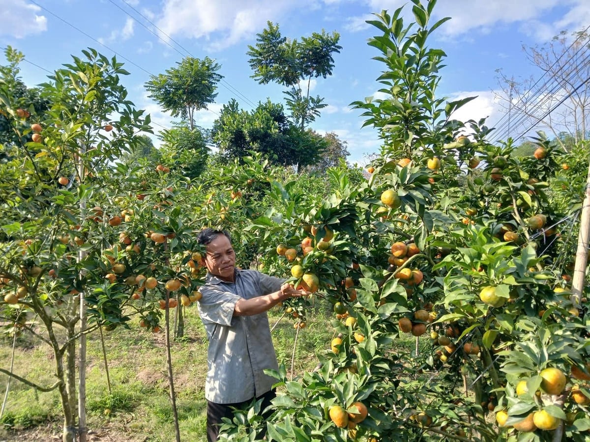 Nhờ mạnh dạn chuyển đổi cây trồng, ông Vi Văn Chượng đã mở ra hướng sản xuất mới hiệu quả cho gia đình và người dân trong bản. Ảnh: Lường Toán. Nhờ mạnh dạn chuyển đổi cây trồng, ông Vi Văn Chượng đã mở ra hướng sản xuất mới hiệu quả cho gia đình và người dân trong bản. Ảnh: Lường Toán.