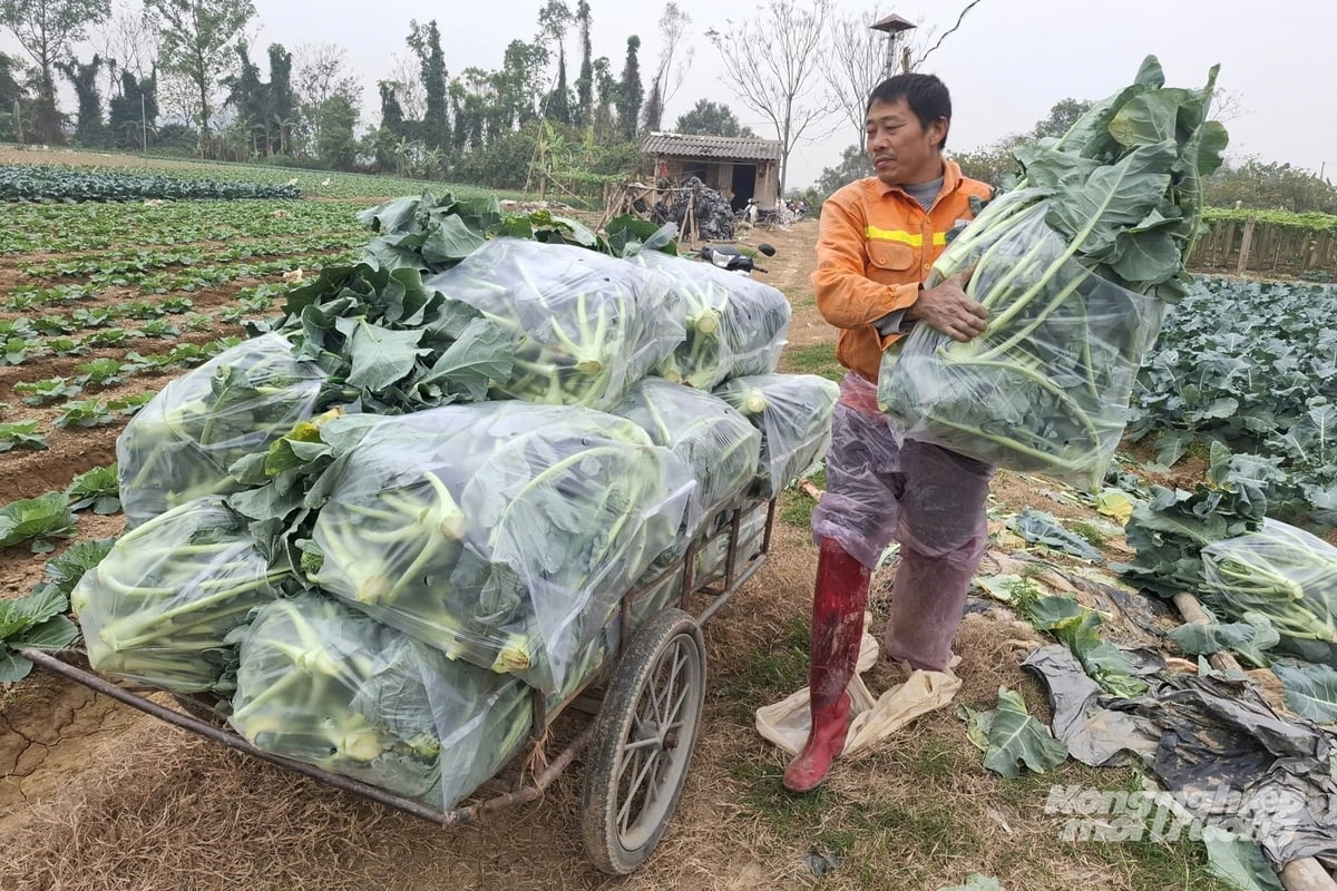 Thời tiết, thị trường tiêu thụ thuận lợi góp phần tạo khí thế sản xuất sôi nổi tại các vựa rau xứ Thanh. Ảnh: Trung Quân.