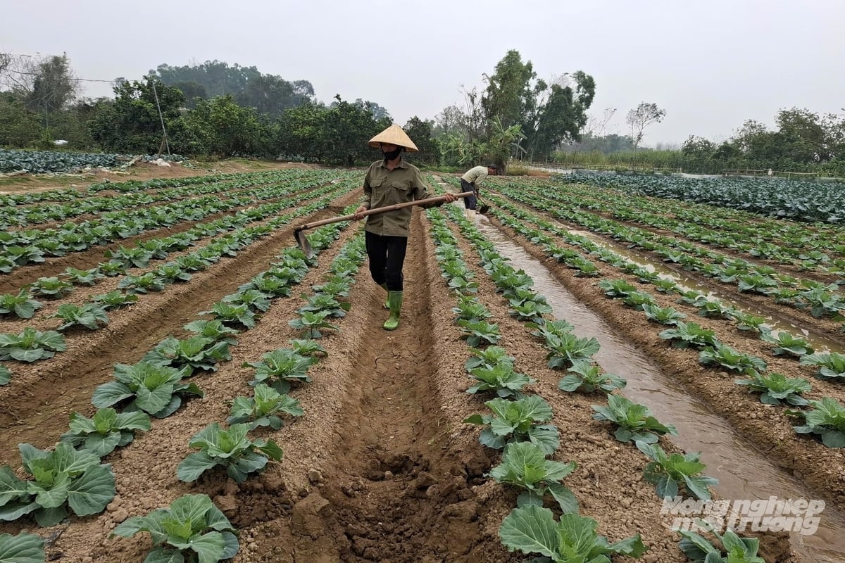 Nông dân liên tục gối vụ để tăng hệ số quay vòng đất, kịp thời có nguồn cung vào các thời điểm thị trường thuận lợi. Ảnh: Trung Quân.