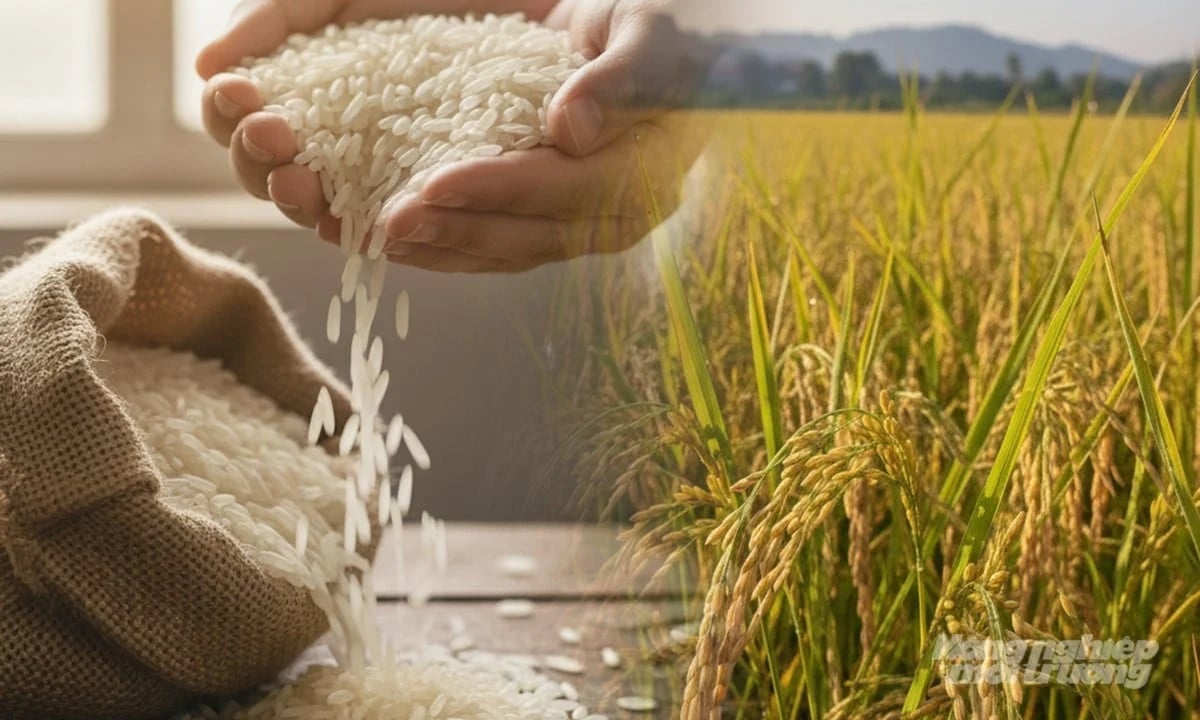 Giá lúa gạo hôm nay 27/3/2026: Giao dịch trầm lắng