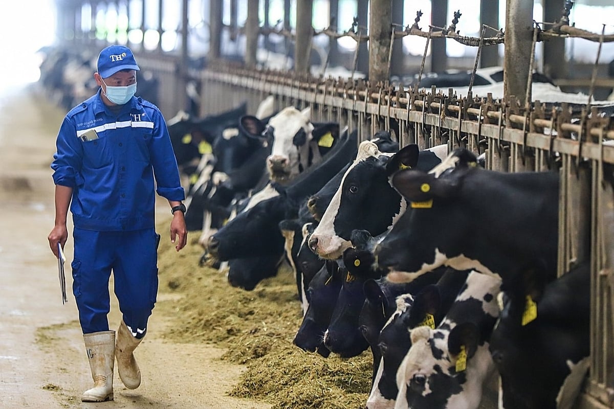 Nhờ giống liên tục được cải tạo, Việt Nam có đàn bò sữa chất lượng, thay thế dần nguồn nhập khẩu. Ảnh: TH.