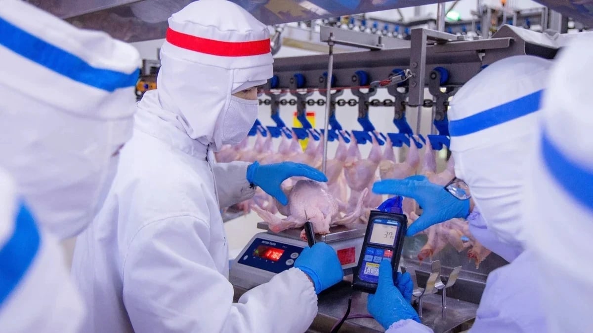 Công nghệ số đang mở ra hướng đi mới giúp tối ưu hóa quy trình suất trong ngành chăn nuôi. Ảnh: Trần Trung.